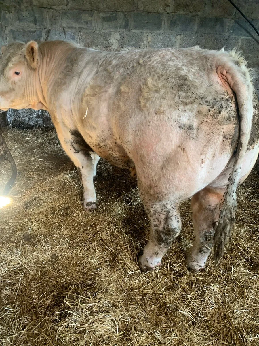 Charolais Bull Manorhamilton Mart 5th May - Image 4