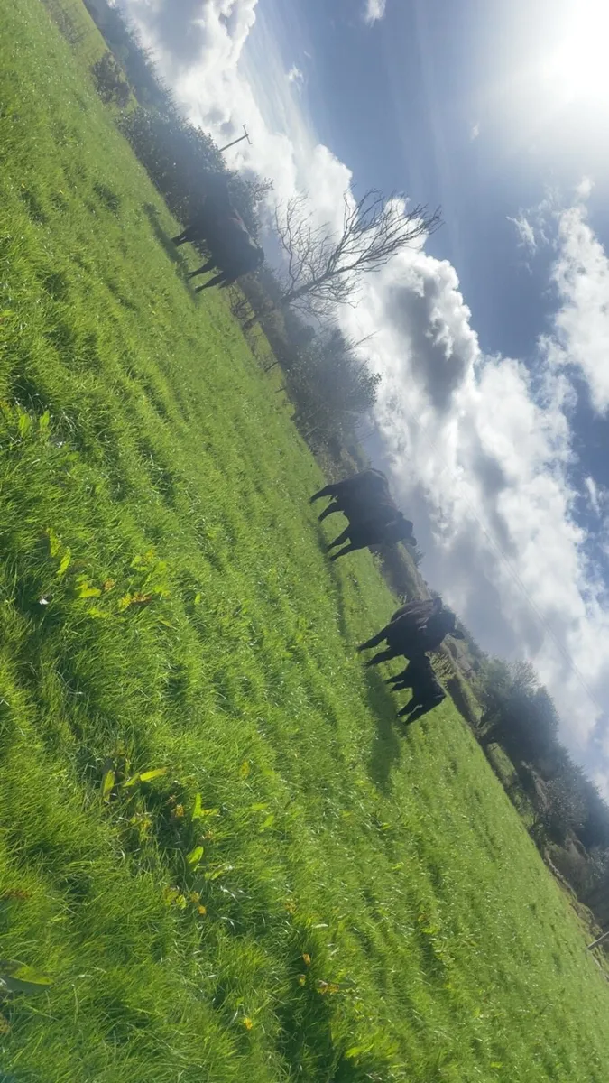 Livestock - Image 2