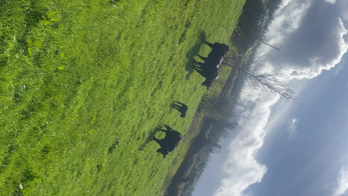 Livestock - Image 3