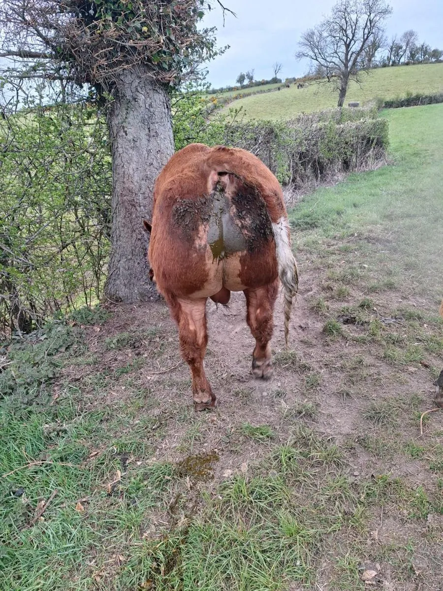 Hybrid bb bull BB7638 - Image 2