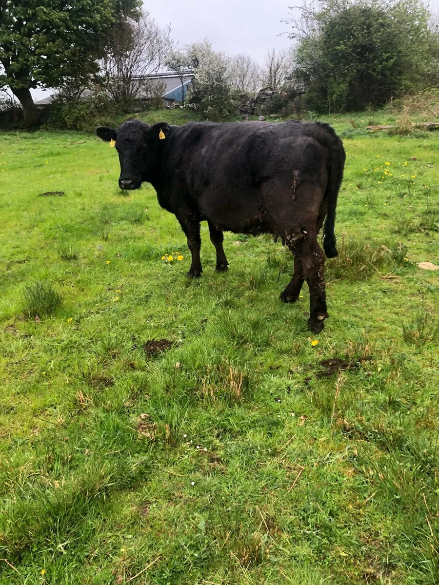AA in calf cow. (Non dairy type) - Image 2