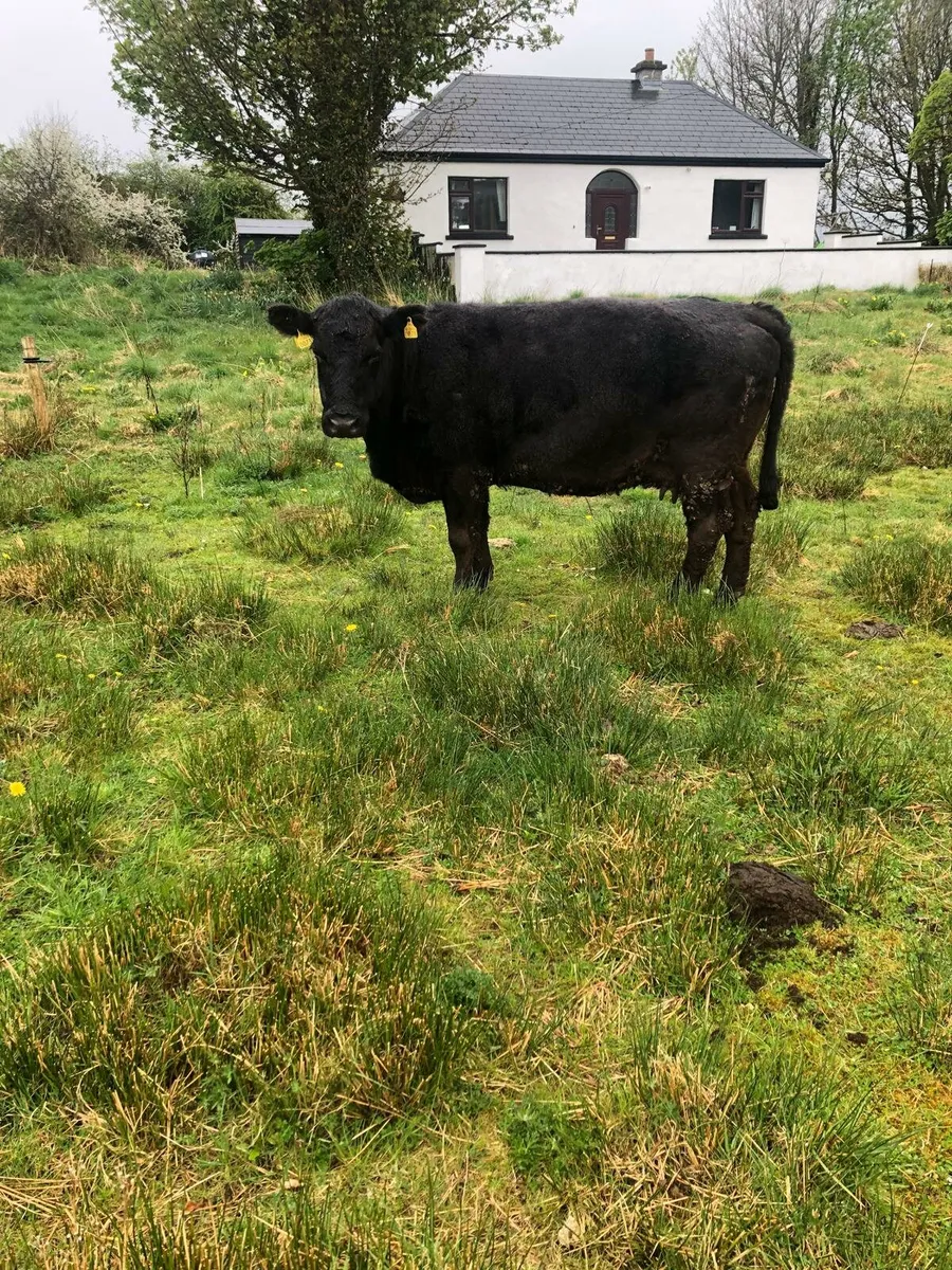AA in calf cow. (Non dairy type) - Image 3