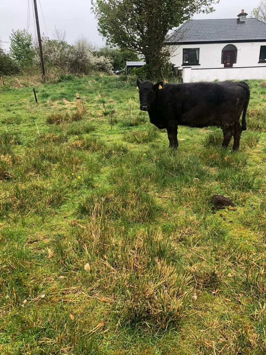 AA in calf cow. (Non dairy type) - Image 4