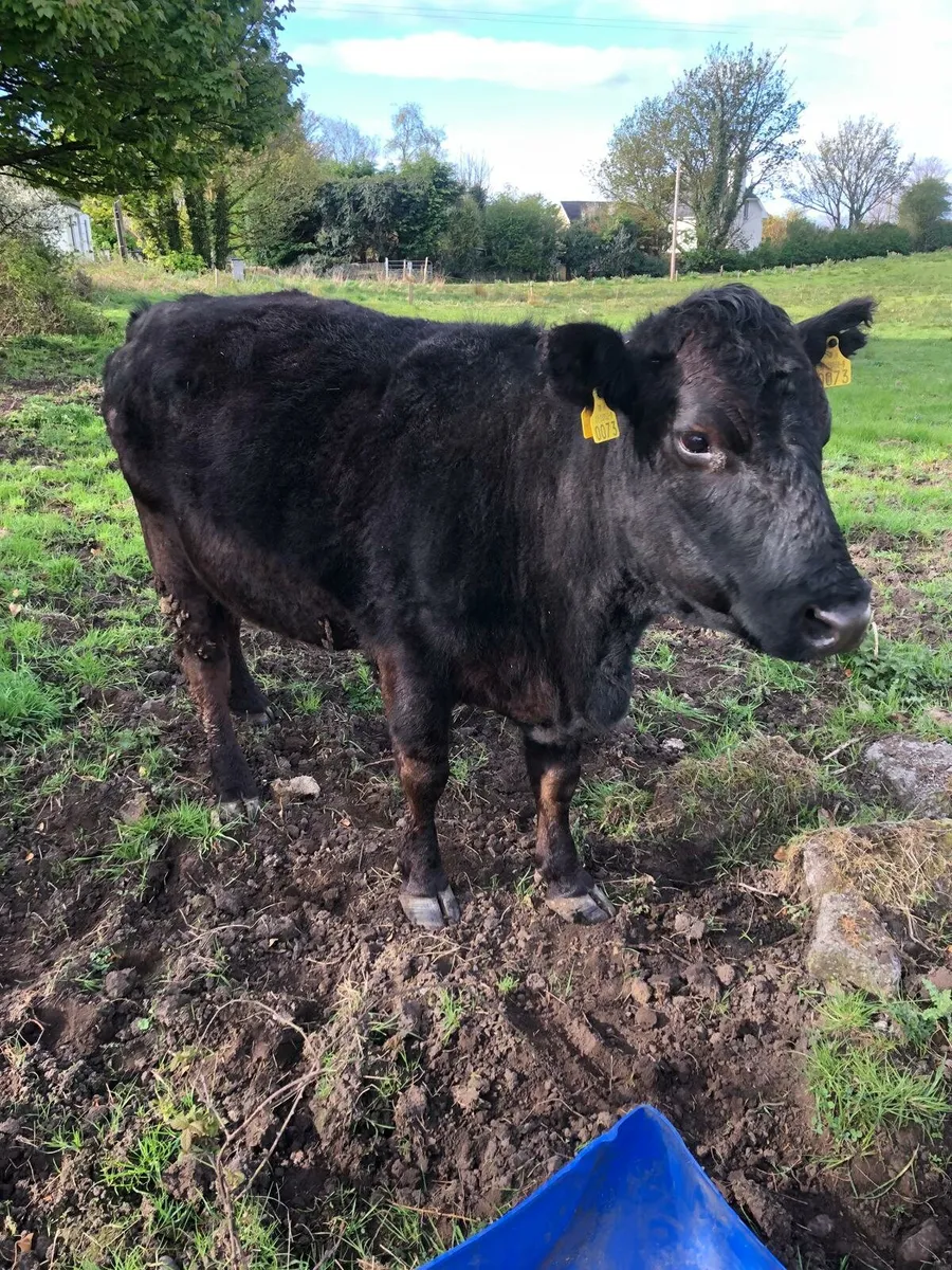 AA in calf cow. (Non dairy type) - Image 1