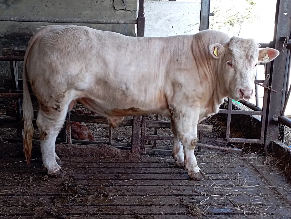 Purebred Charolais - Image 2