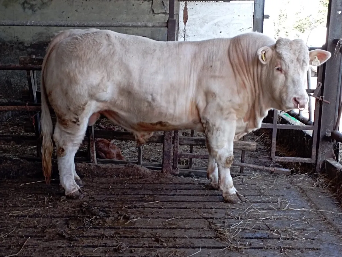 Purebred Charolais - Image 3