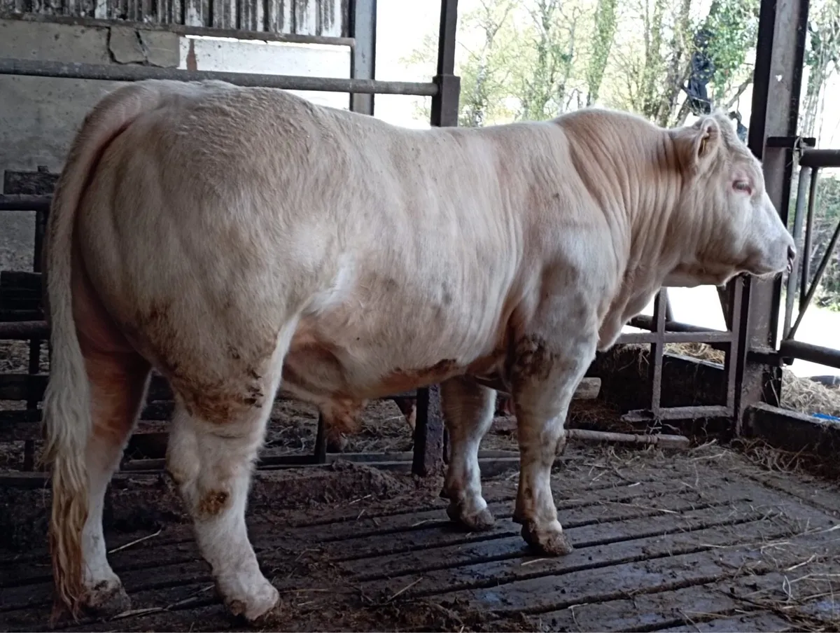 Purebred Charolais - Image 4