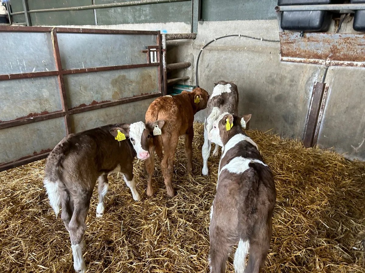 4 super Simmental heifer calf’s - Image 1