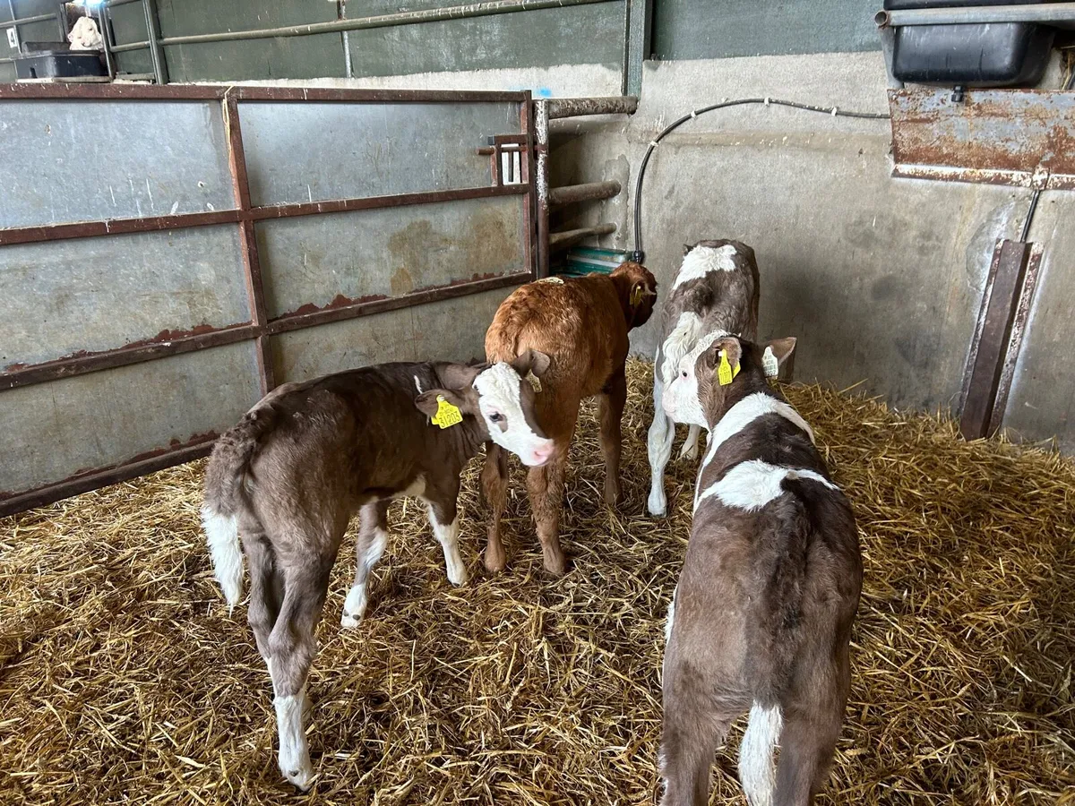 4 super Simmental heifer calf’s - Image 2