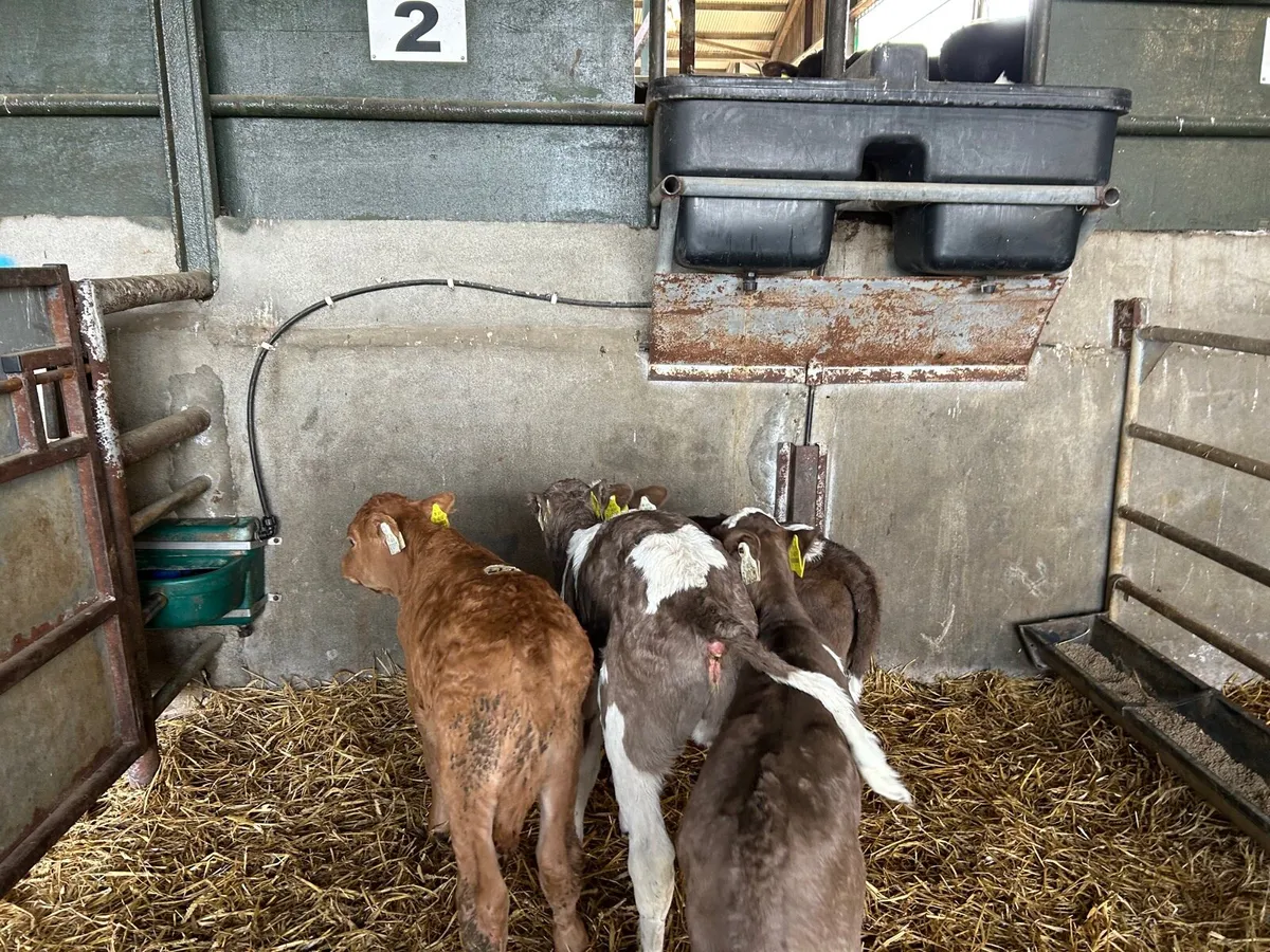 4 super Simmental heifer calf’s - Image 3