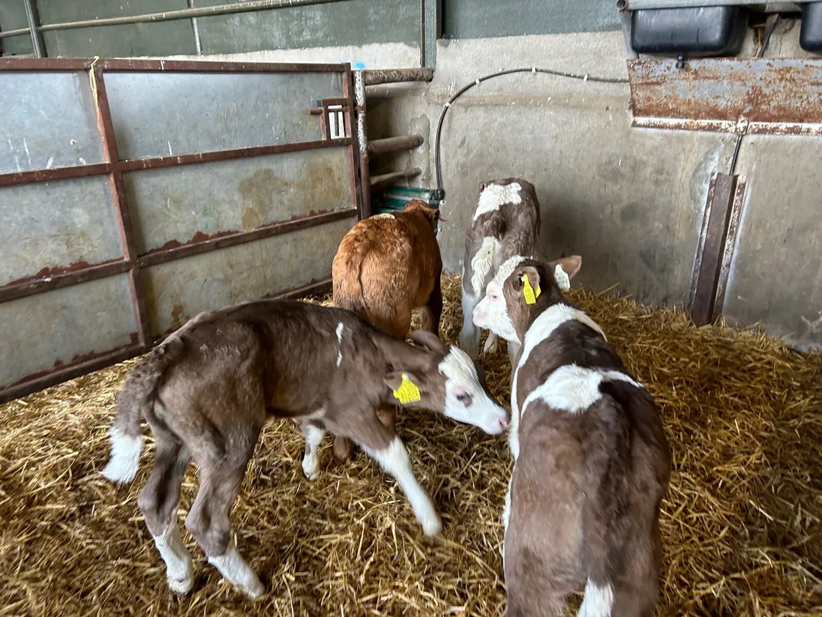 4 super Simmental heifer calf’s - Image 4