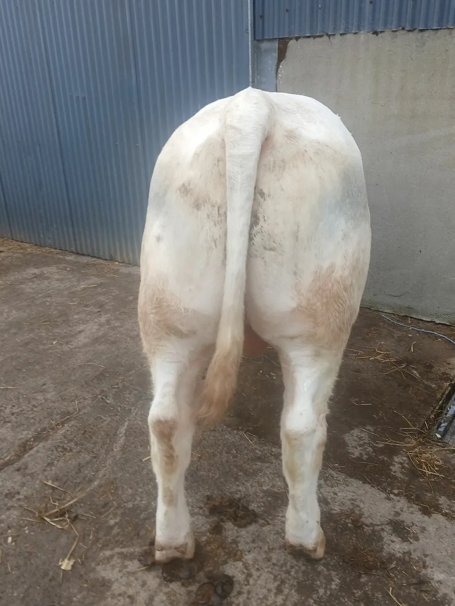 Pedigree charolais bulls - Image 1