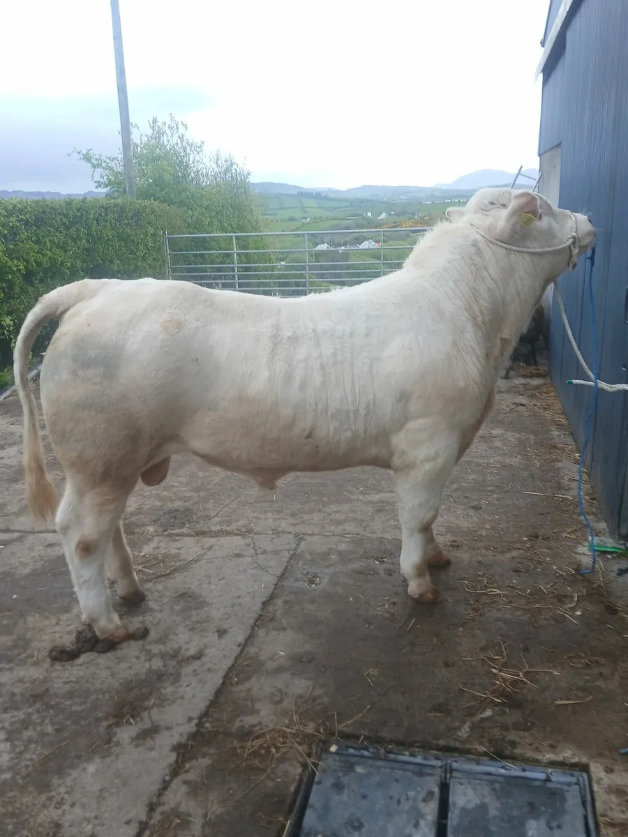 Pedigree charolais bulls - Image 2