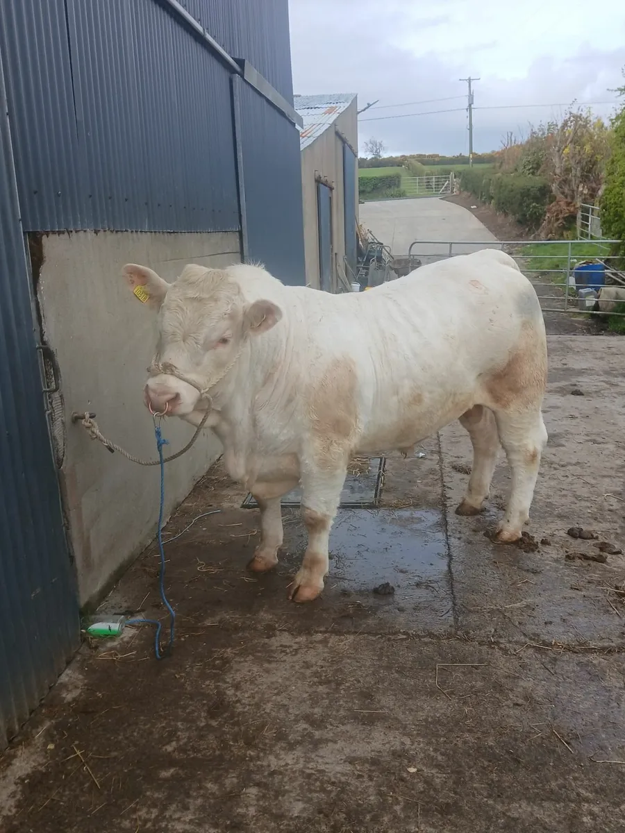 Pedigree charolais bulls - Image 3