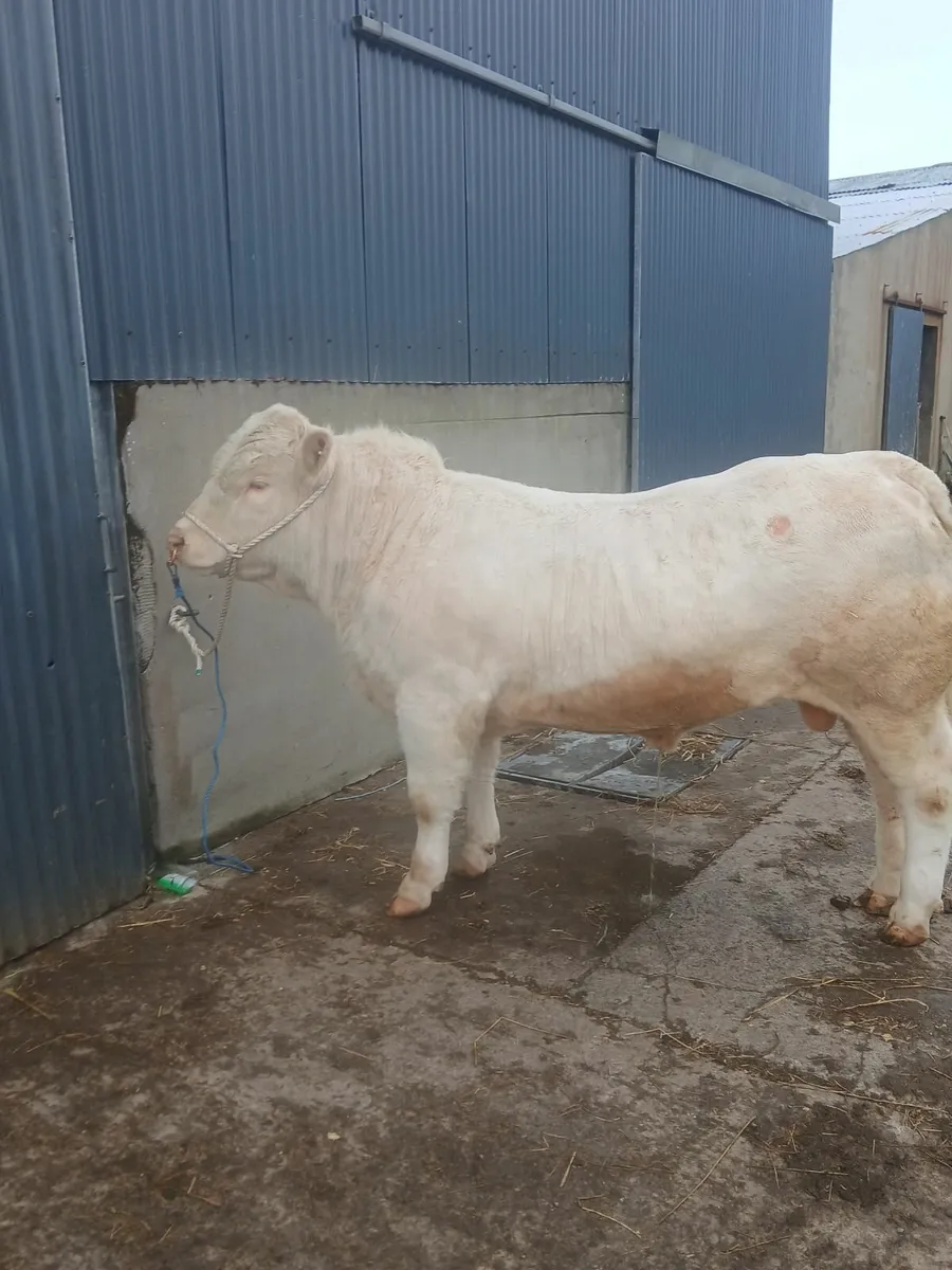 Pedigree charolais bulls - Image 4