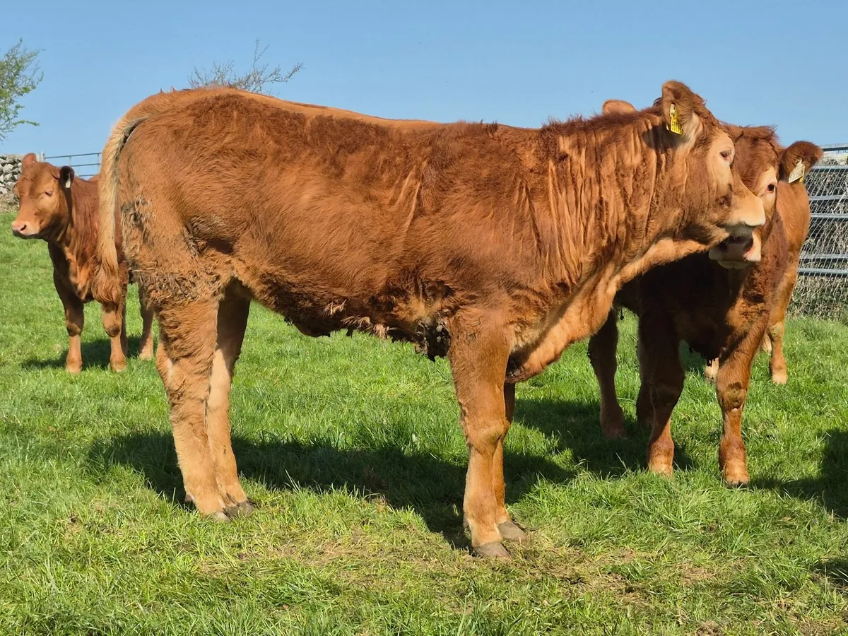 Bull and Heifers - Image 4
