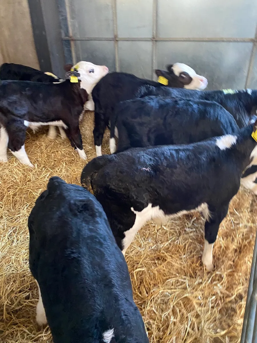 Hereford calves - Image 1