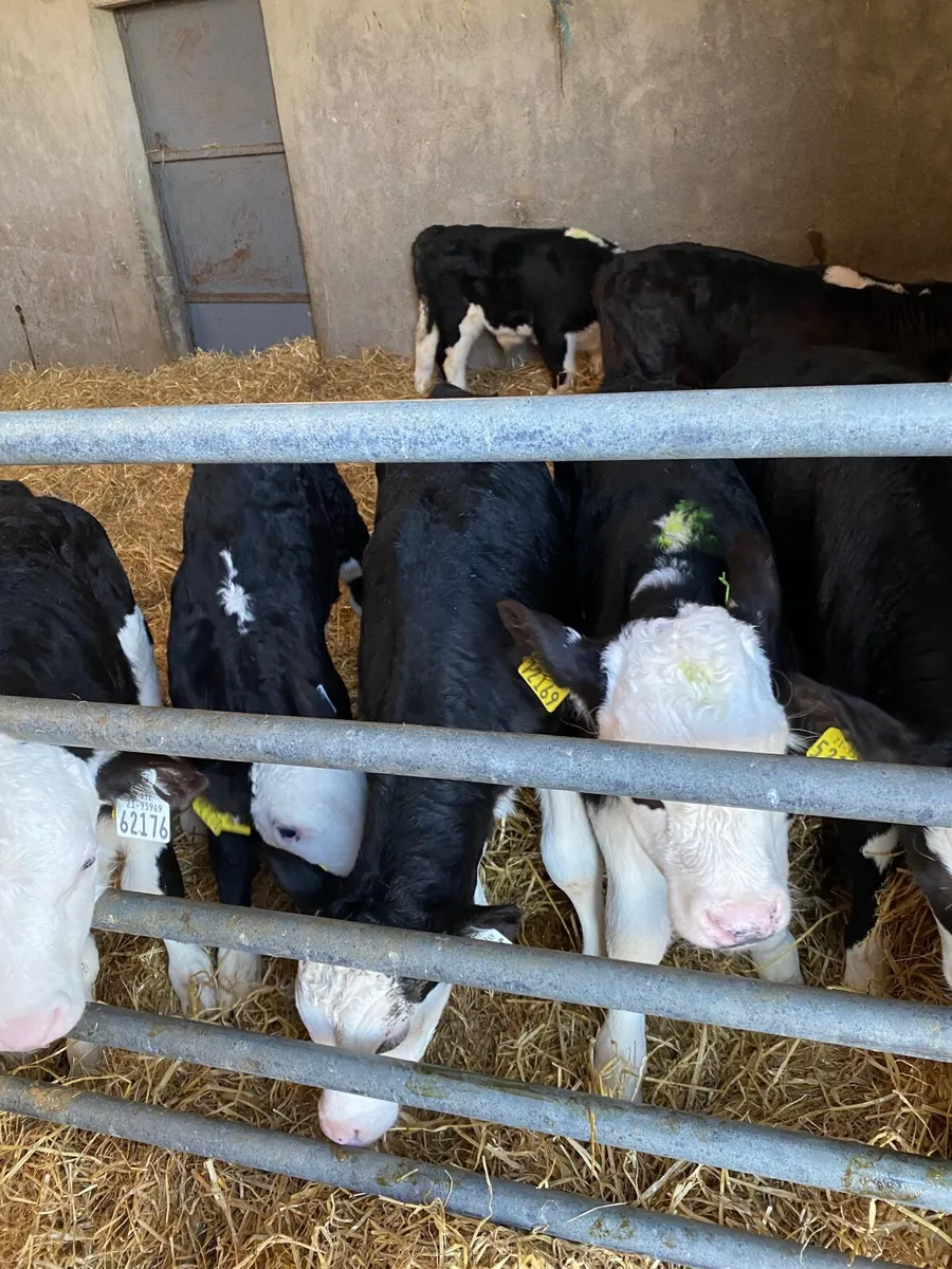 Hereford calves - Image 2