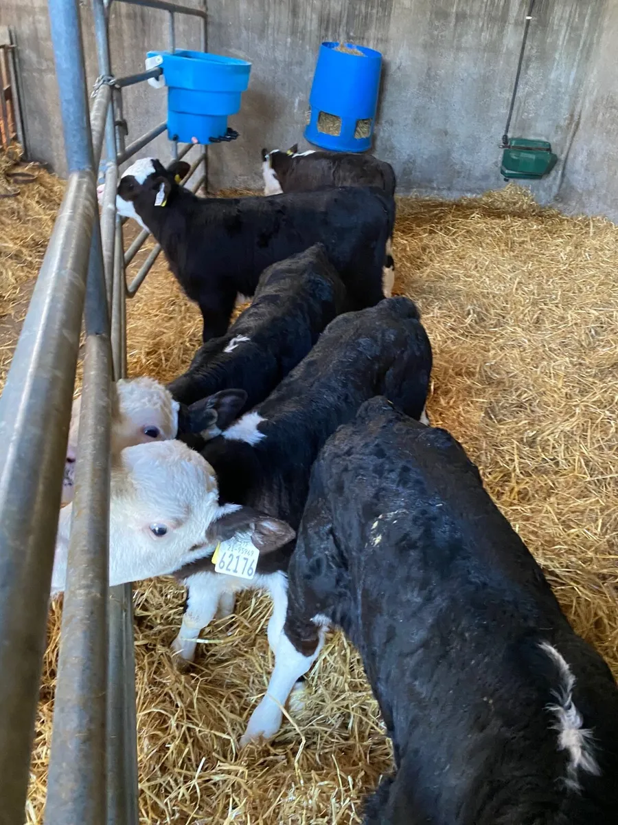 Hereford calves - Image 3