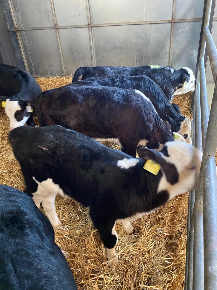 Hereford calves - Image 4