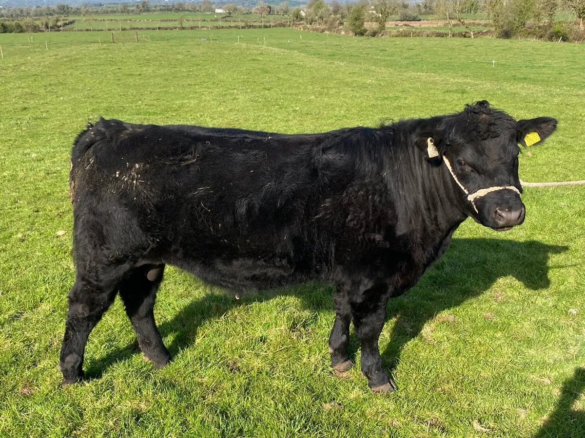 Organic Aberdeen Angus Bull - Image 1