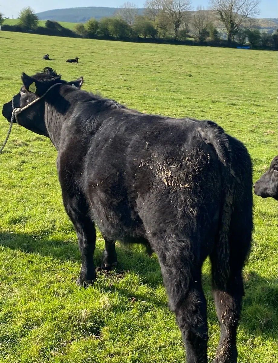 Organic Aberdeen Angus Bull - Image 2