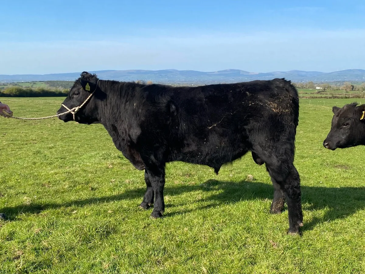 Organic Aberdeen Angus Bull - Image 3