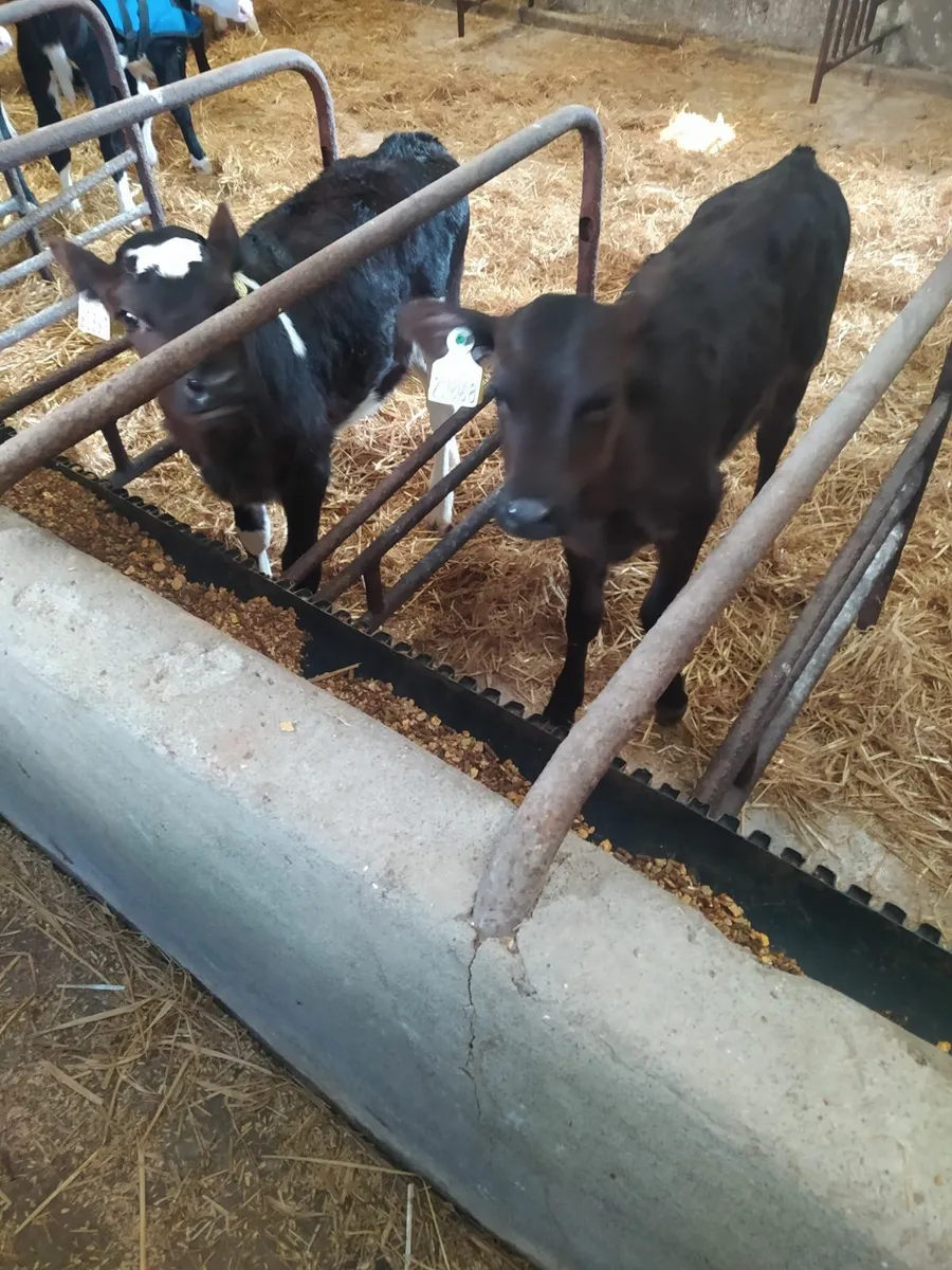 Dairy stock - Image 1