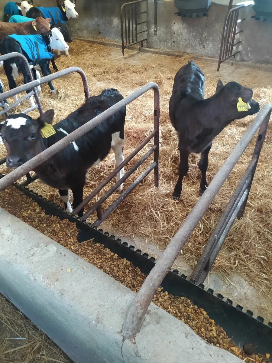 Dairy stock - Image 2