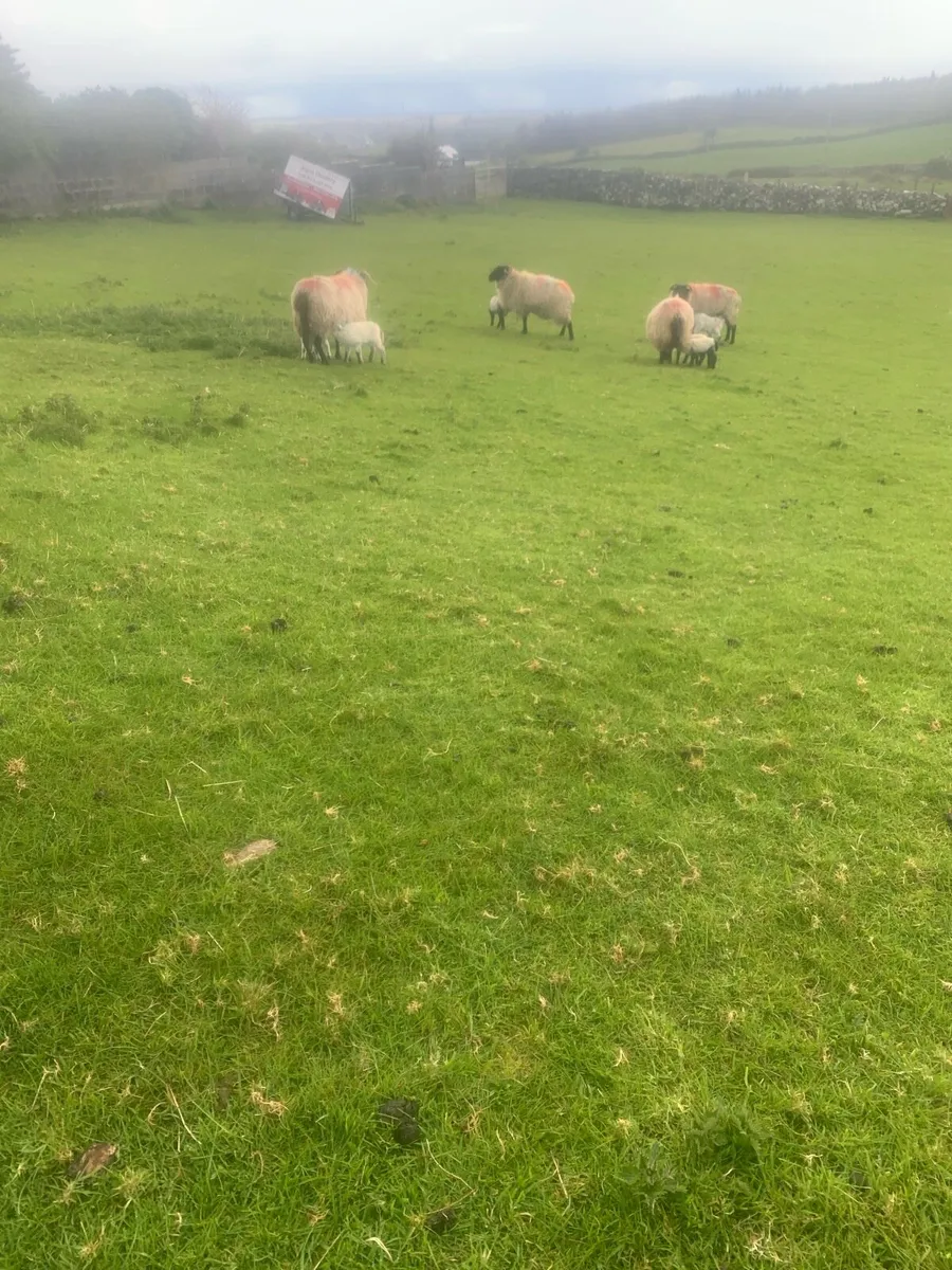 Mountain ewes and lambs - Image 2