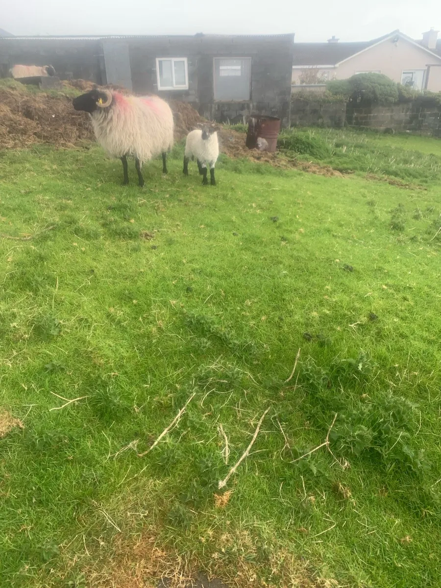 Mountain ewes and lambs - Image 3