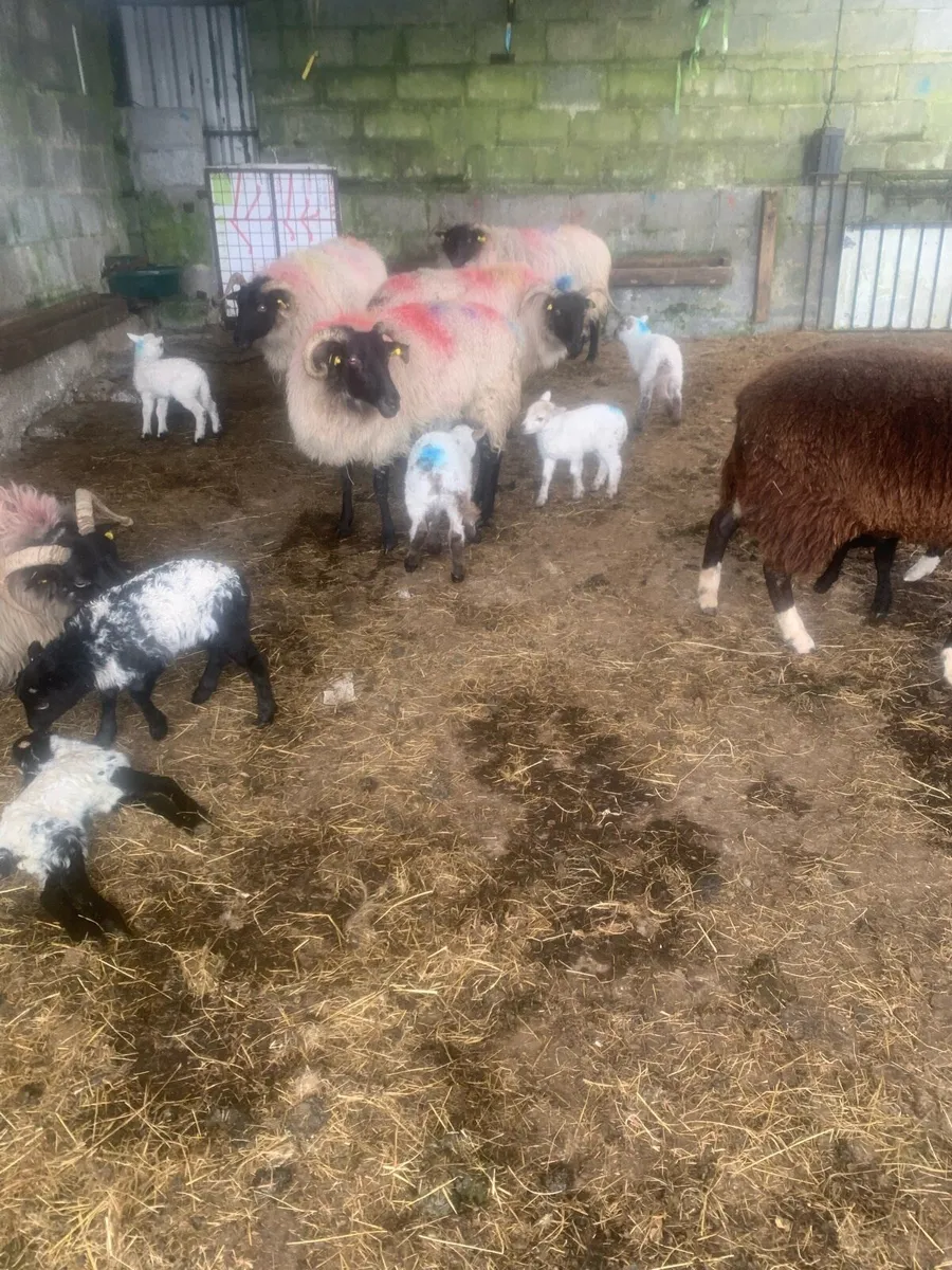 Mountain ewes and lambs - Image 1