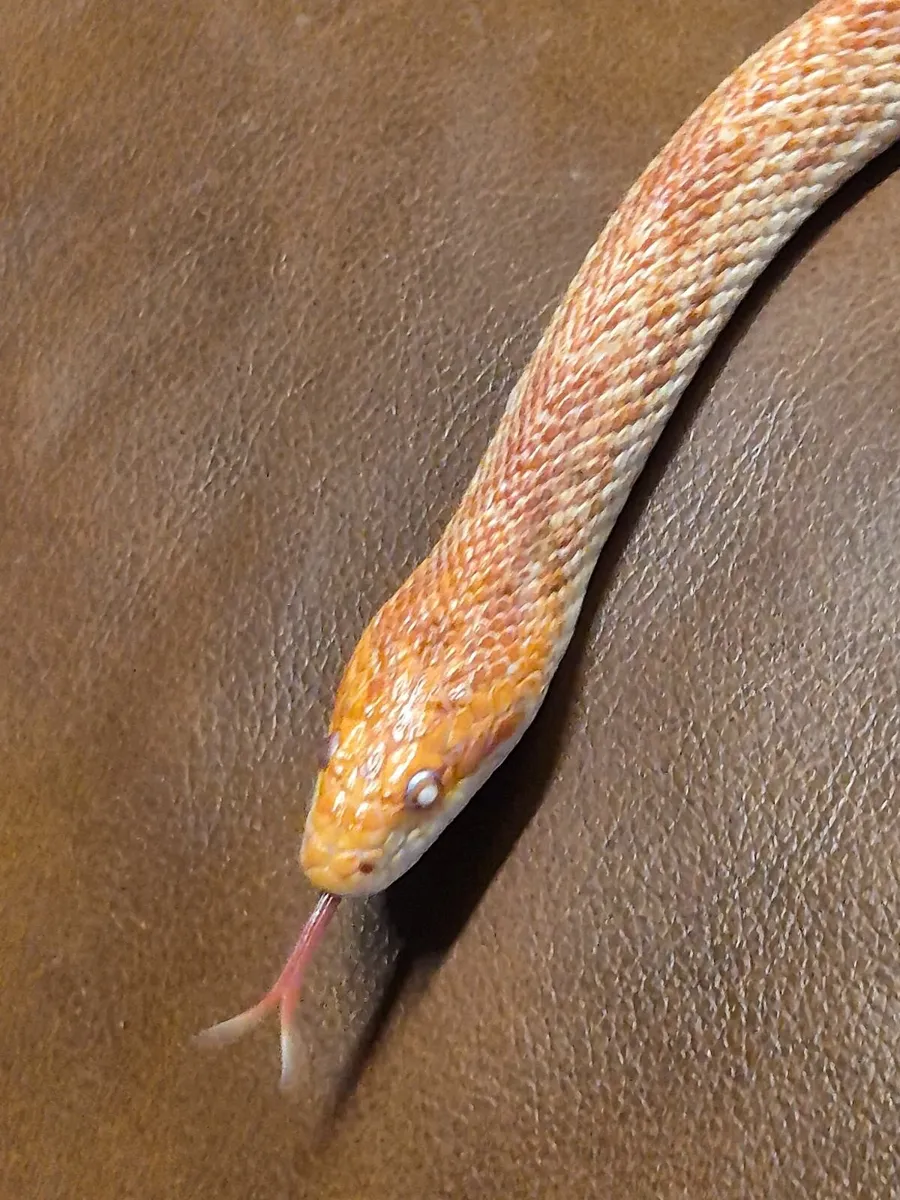 Corn Snake & Vivarium - Image 2