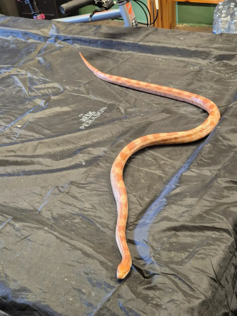 Corn Snake & Vivarium - Image 3