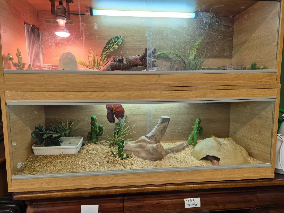 Corn Snake & Vivarium - Image 4