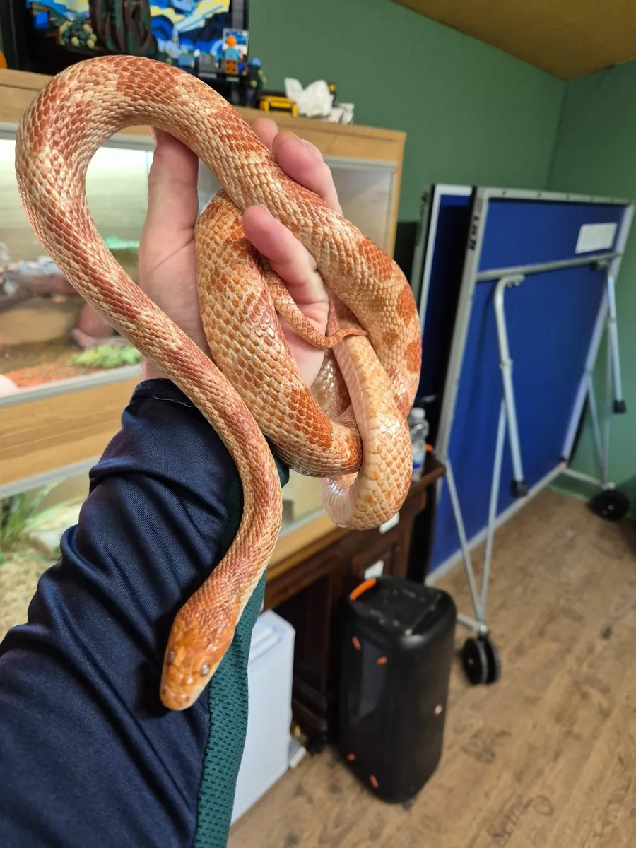 Corn Snake & Vivarium - Image 1