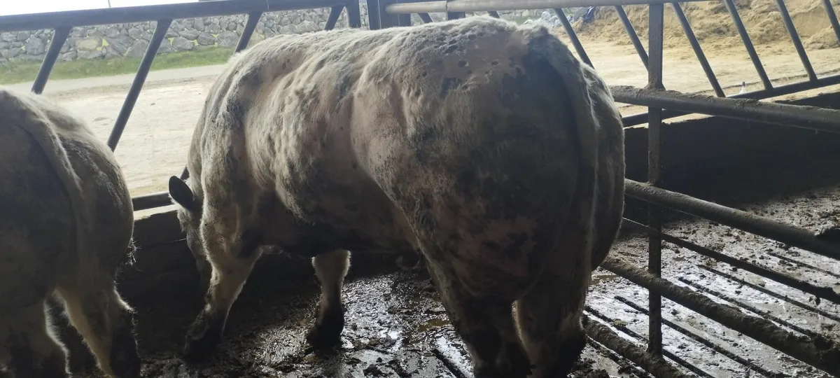 Scep Bulls - Image 2