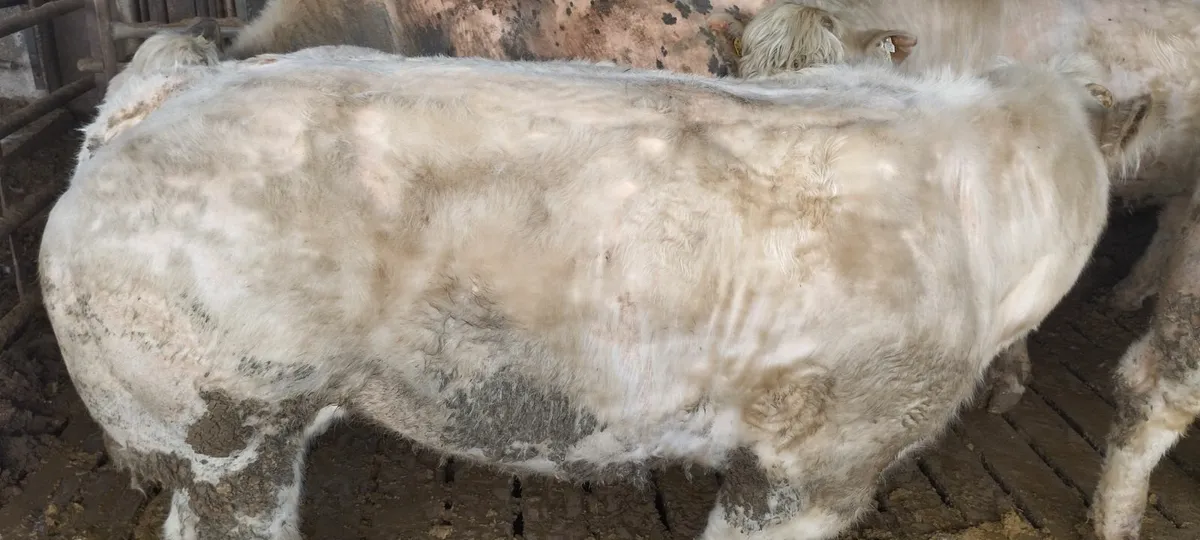 Scep Bulls - Image 3