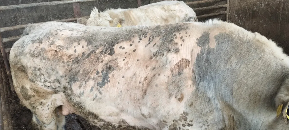 Scep Bulls - Image 4