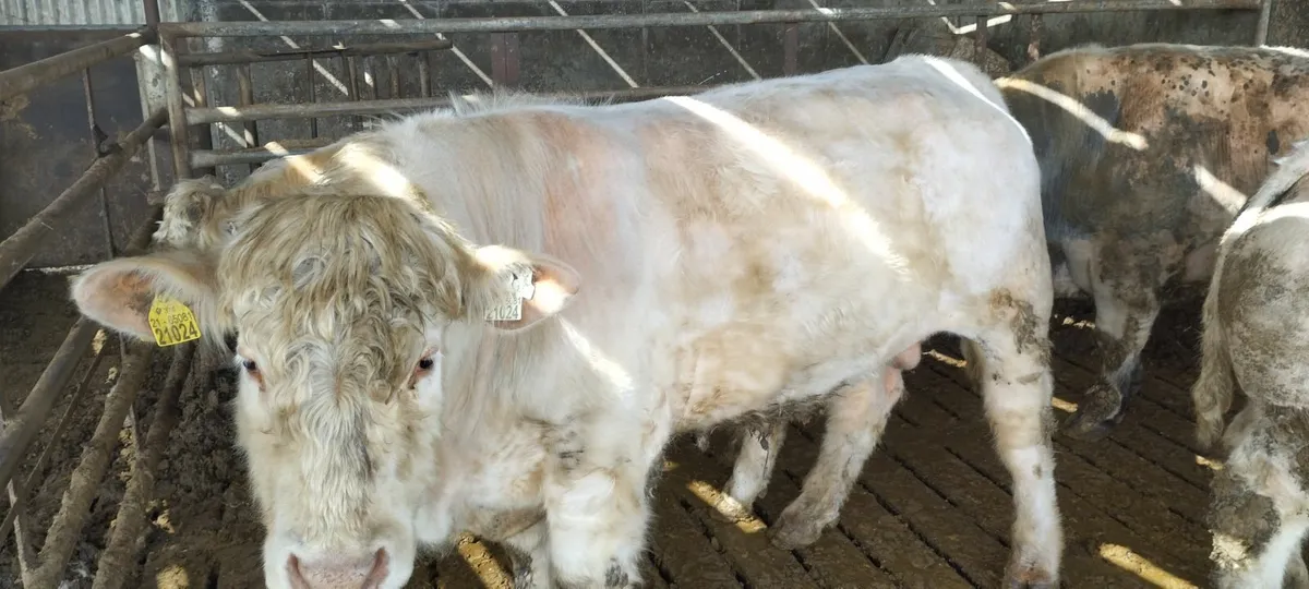 Scep Bulls - Image 1