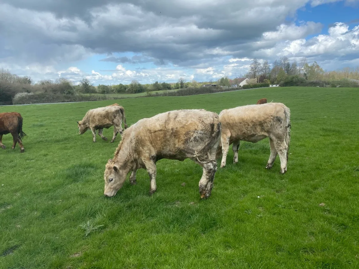 Organic Heifers Gort mart - Image 4