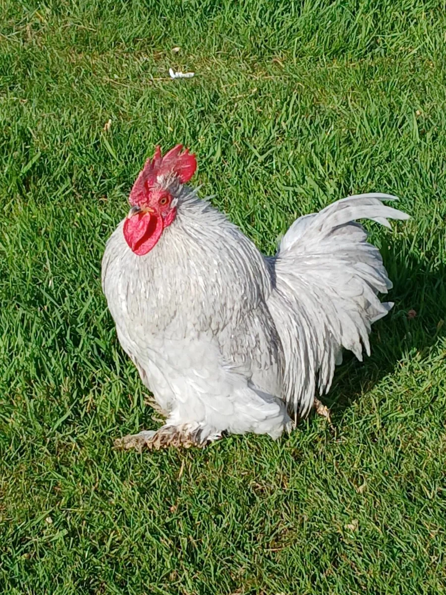 Hens - Image 3
