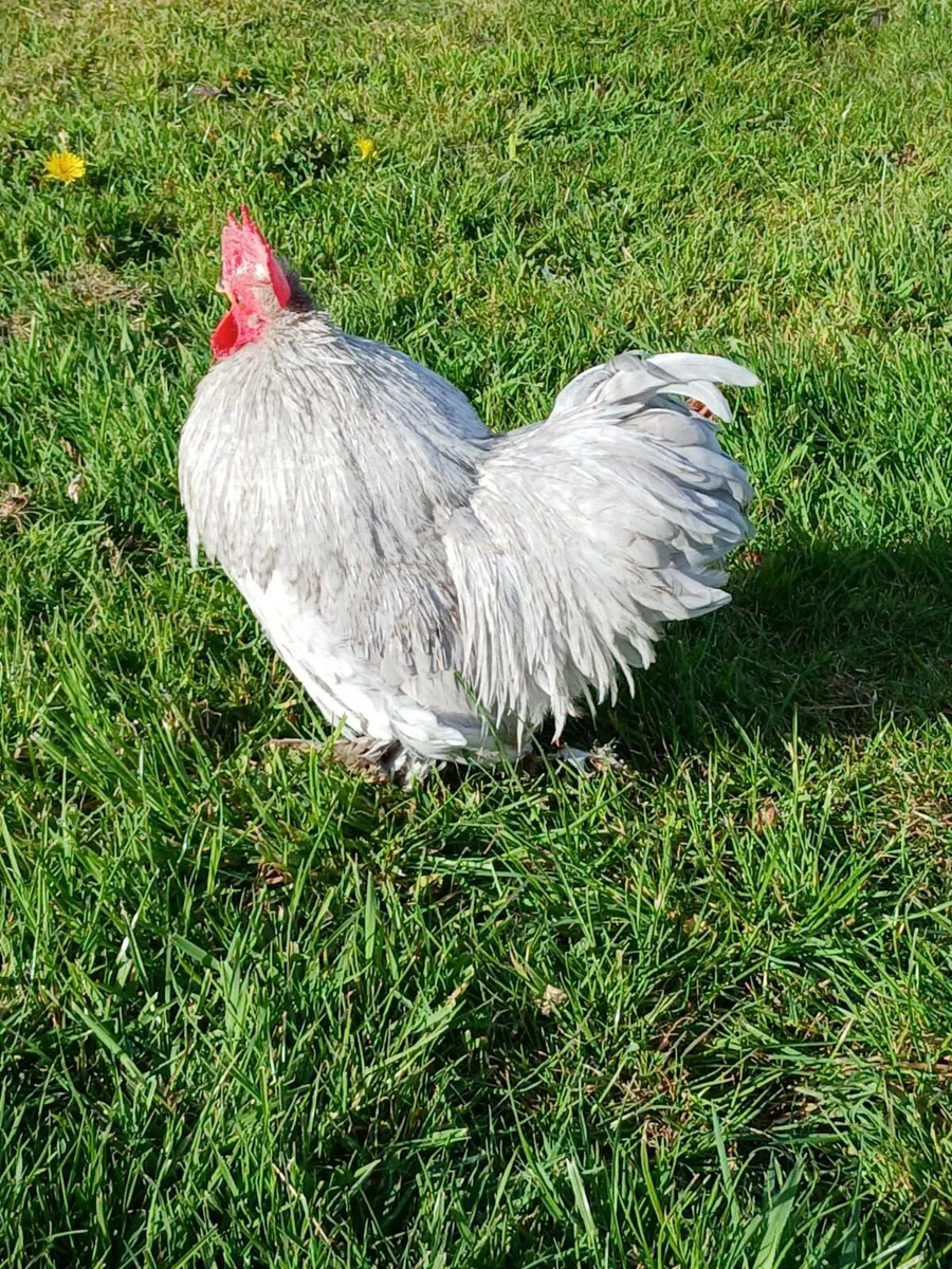 Hens - Image 4
