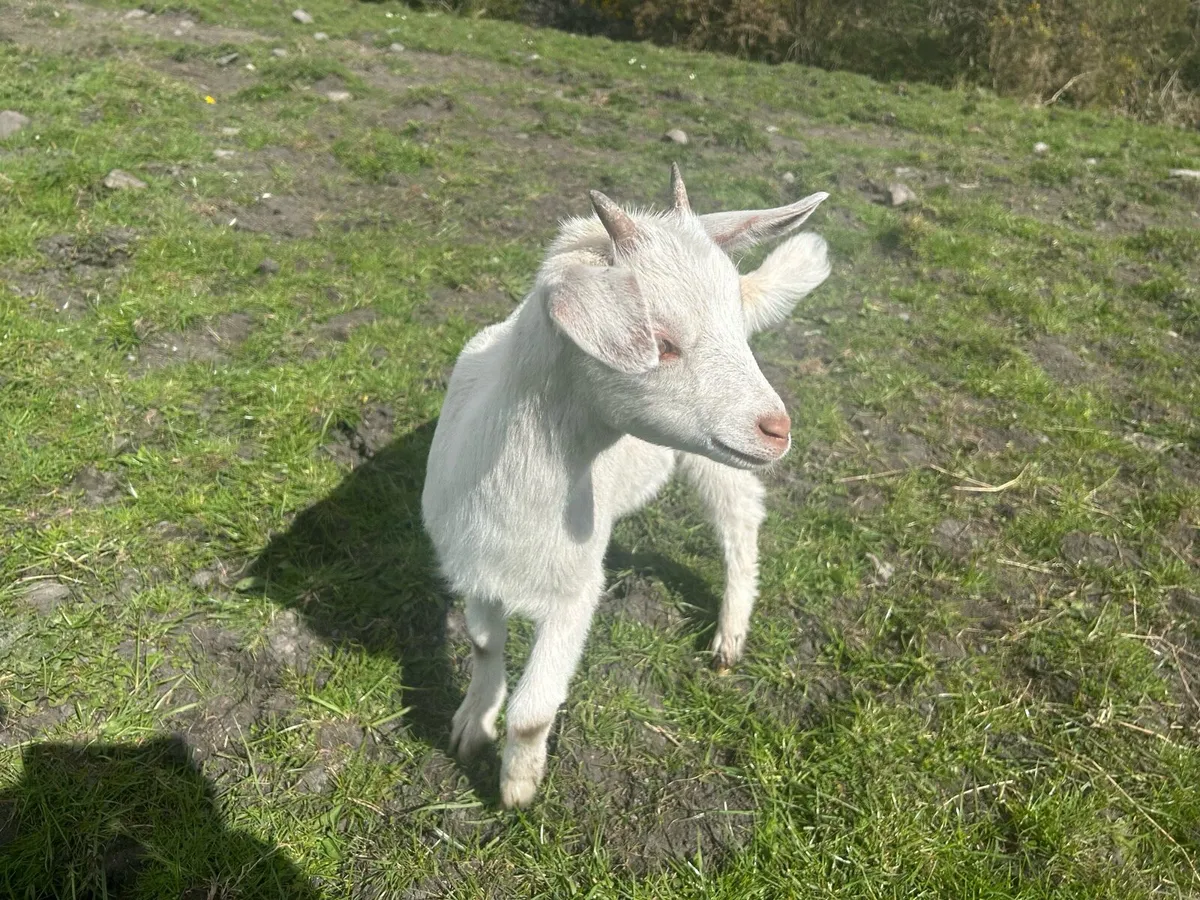 goats - Image 3