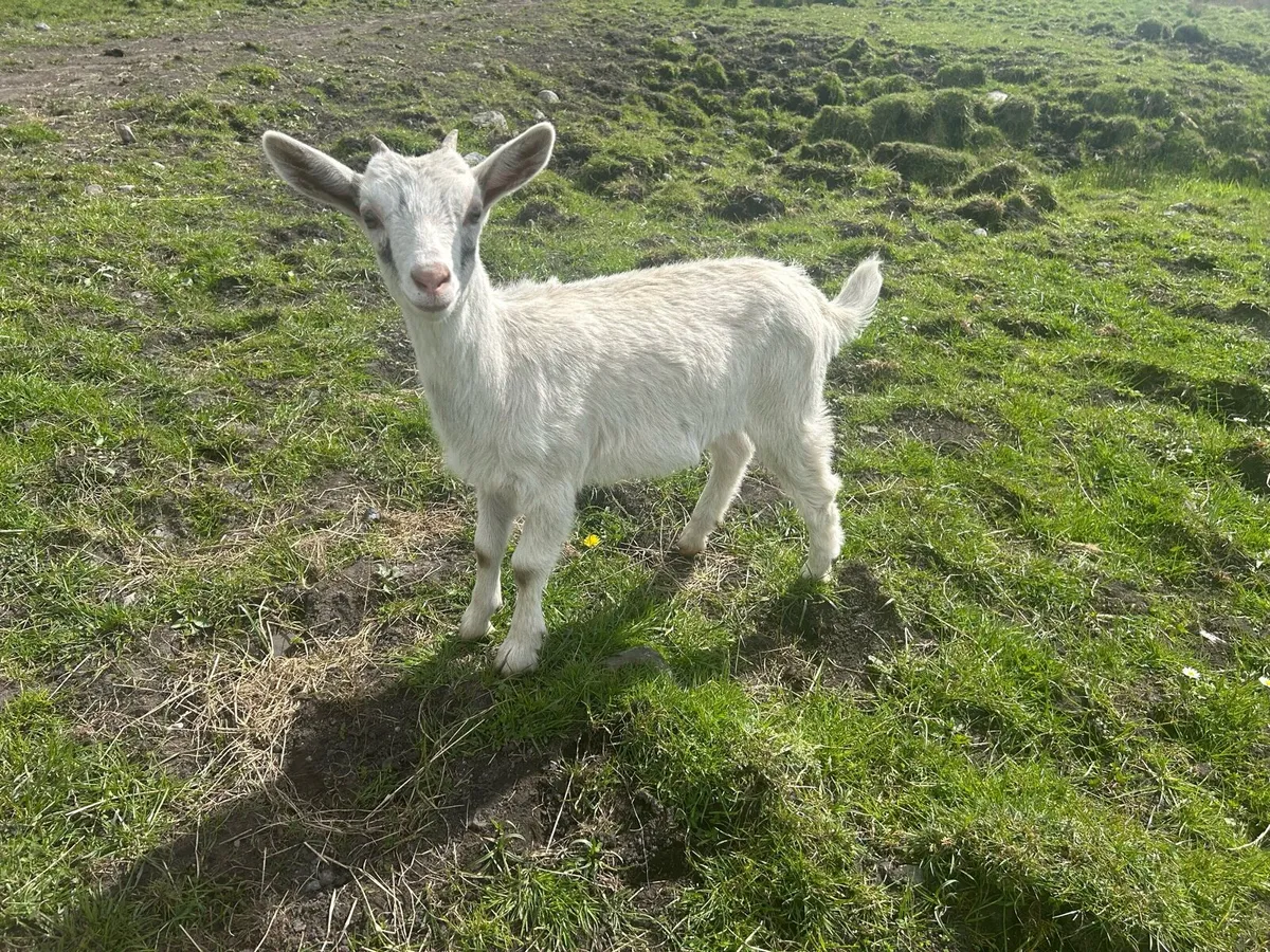 goats - Image 4