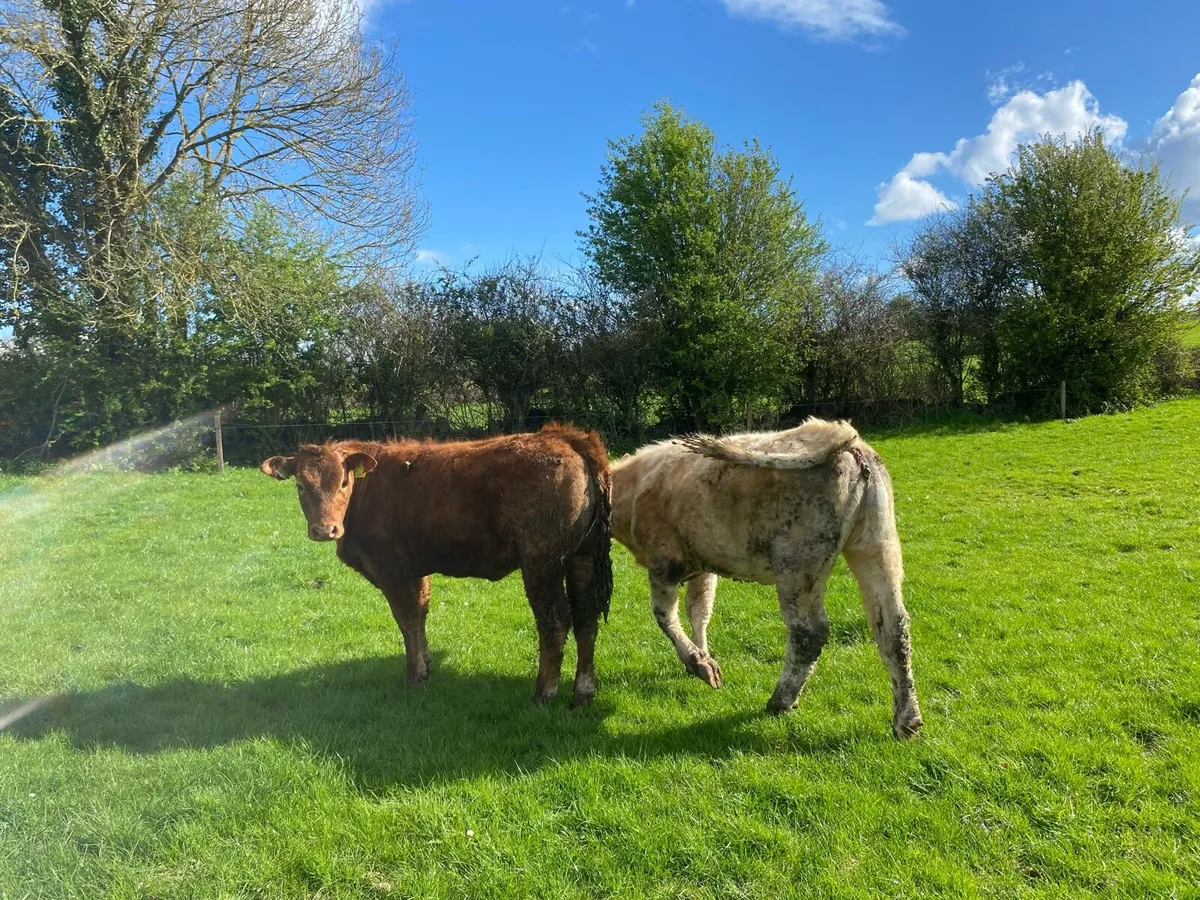 Organic Heifers Gort mart - Image 2