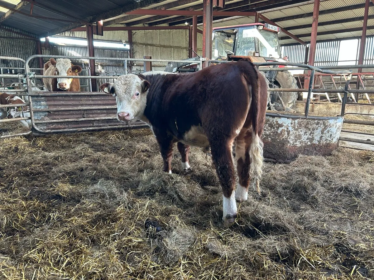 PBR HE bull - Image 1
