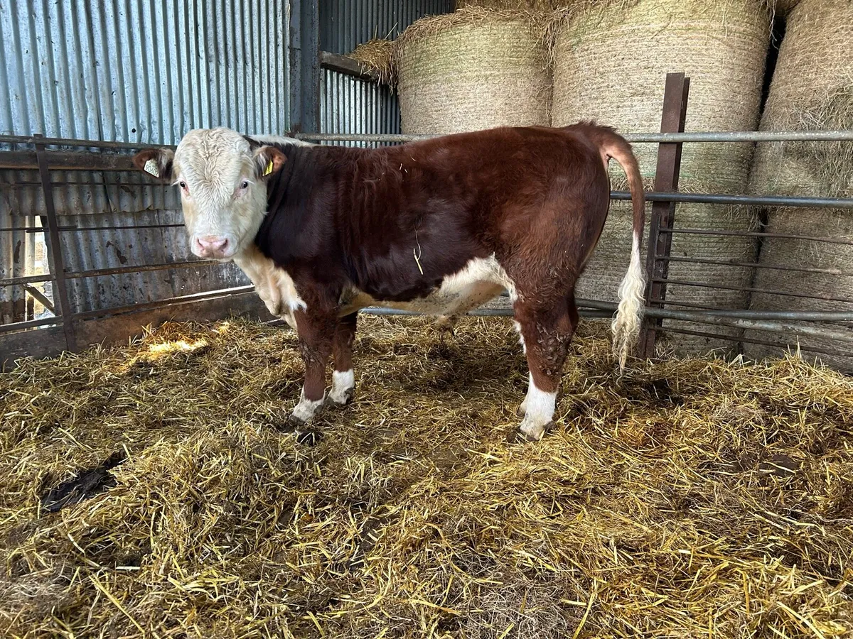 PBR HE bull - Image 2