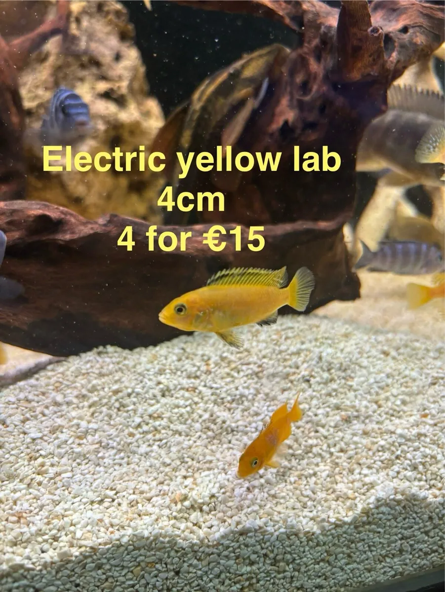 Cichlids - Image 4