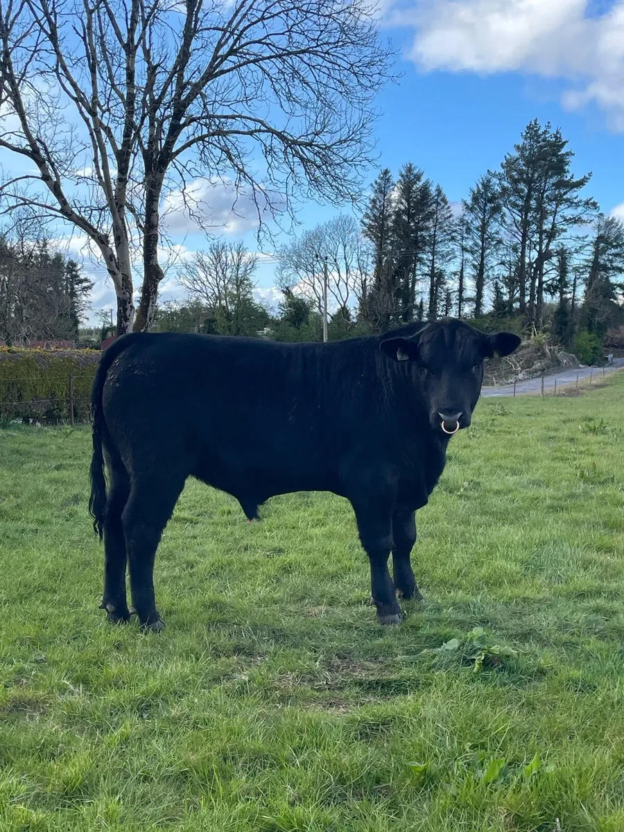 For Sale 3 Pedigree Angus 4 & 5 Star Bulls - Image 1